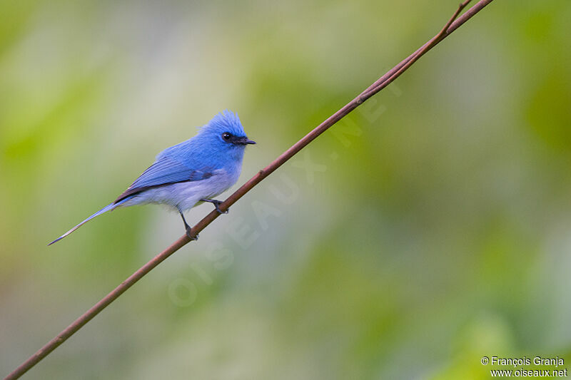 African Blue Flycatcheradult