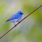 Tchitrec bleu