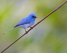 African Blue Flycatcher