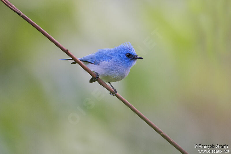 African Blue Flycatcheradult