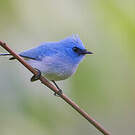Tchitrec bleu