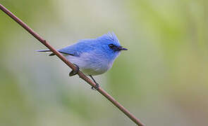 African Blue Flycatcher