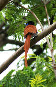 African Paradise Flycatcher