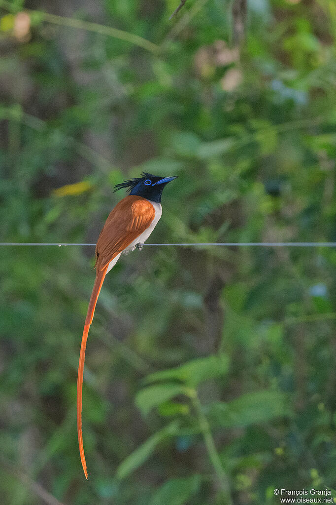 Tchitrec de paradis mâle