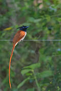 Indian Paradise Flycatcher