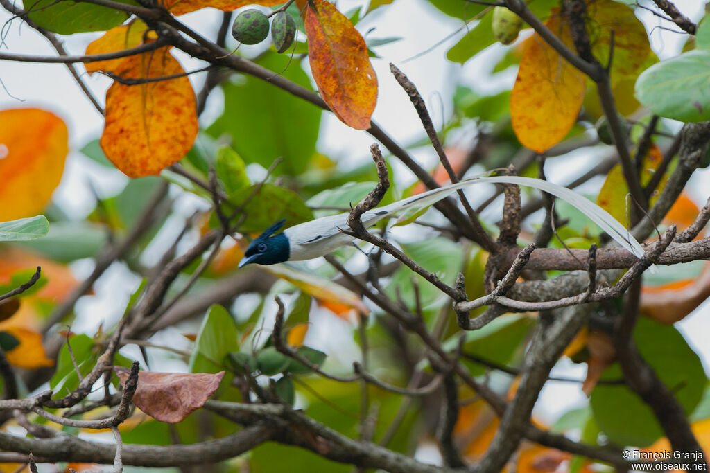 Indian Paradise Flycatcher