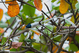 Indian Paradise Flycatcher