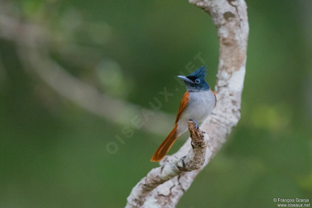 Indian Paradise Flycatcher