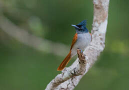 Indian Paradise Flycatcher