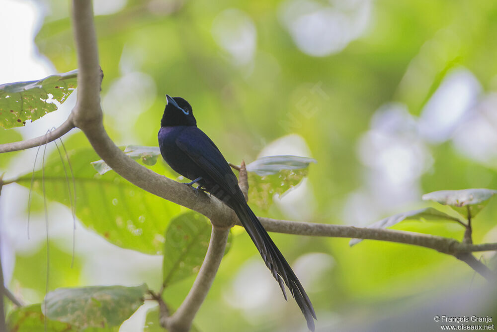 Seychelles Paradise Flycatcher male adult