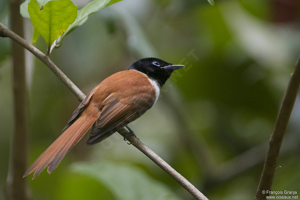 Seychelles Paradise Flycatcher female adult