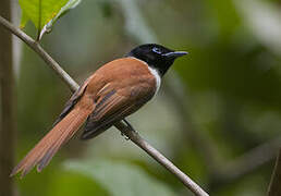 Seychelles Paradise Flycatcher