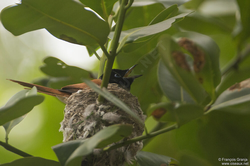 Seychelles Paradise Flycatcher female adult