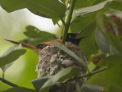 Seychelles Paradise Flycatcher