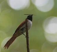 Seychelles Paradise Flycatcher