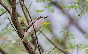 Sri Lanka Woodshrike