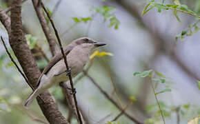 Sri Lanka Woodshrike