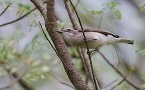 Sri Lanka Woodshrike