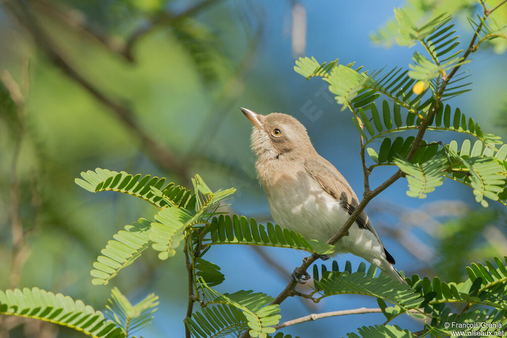 Sri Lanka Woodshrike