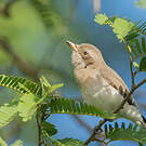 Téphrodorne de Ceylan