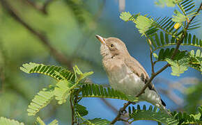 Sri Lanka Woodshrike