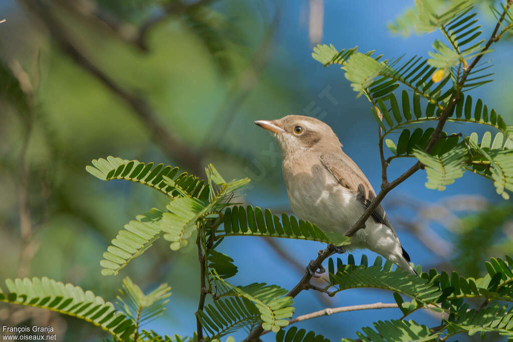 Sri Lanka Woodshrikeadult