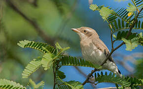 Sri Lanka Woodshrike