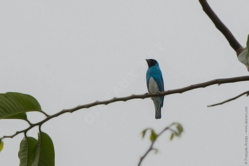 Swallow Tanager