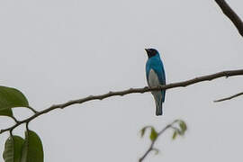 Swallow Tanager