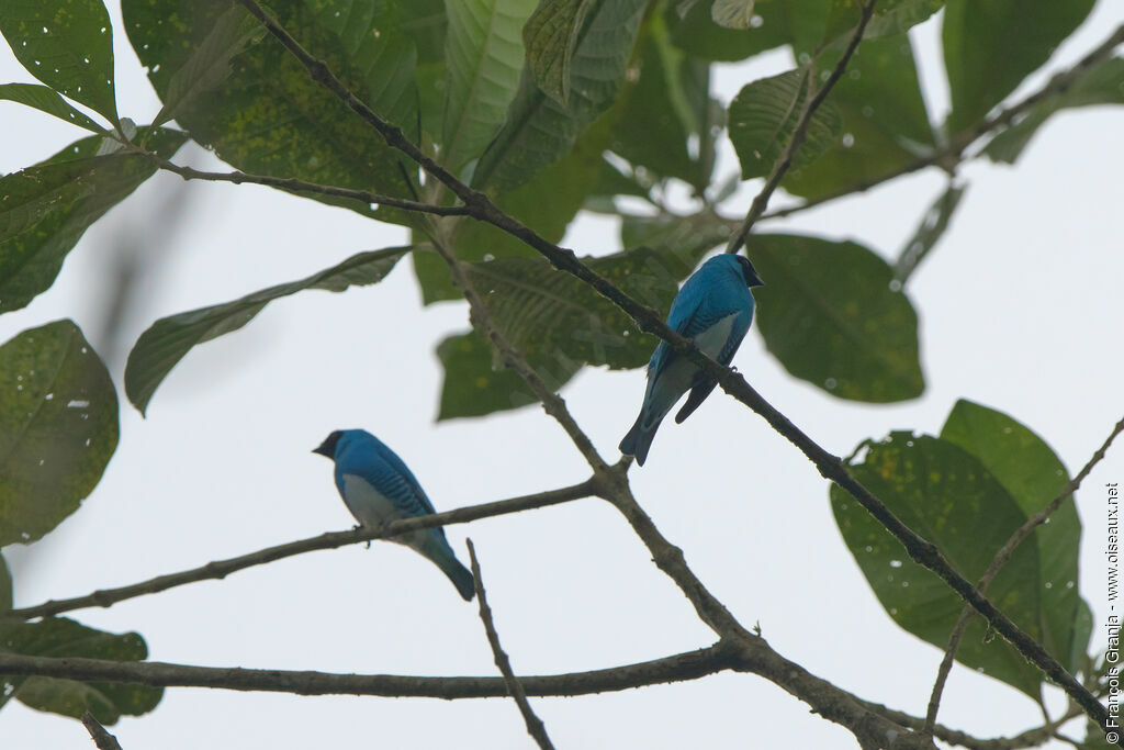 Swallow Tanager