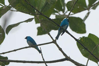 Tersine hirondelle