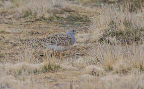 Grey-breasted Seedsnipe