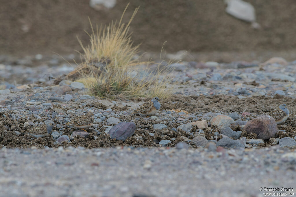 Grey-breasted Seedsnipe