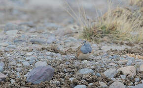 Grey-breasted Seedsnipe