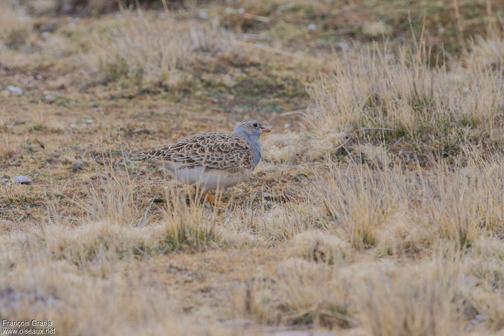 Thinocore de d'Orbigny mâle, adulte, camouflage