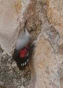 Wallcreeper