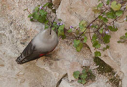 Wallcreeper