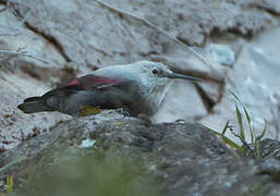 Wallcreeper