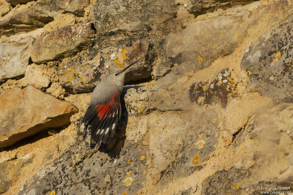 Wallcreeper