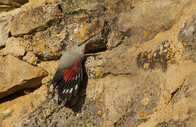 Wallcreeper