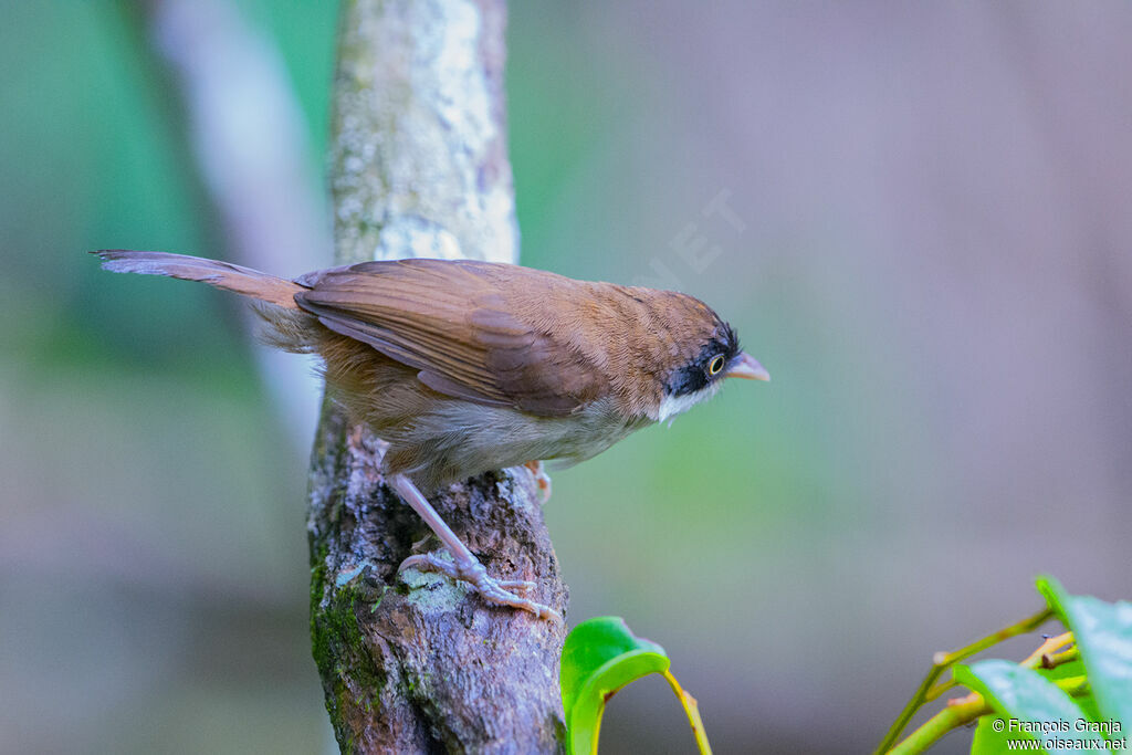 Dark-fronted Babbler