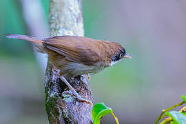 Dark-fronted Babbler