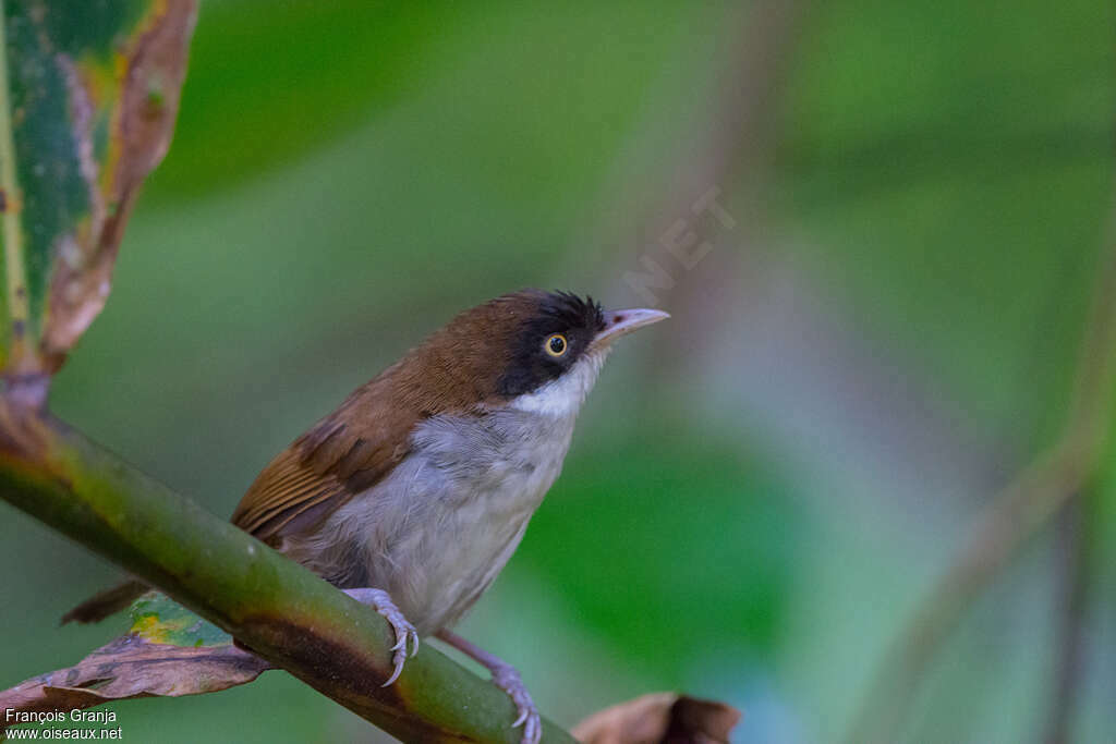 Dark-fronted Babbleradult, pigmentation