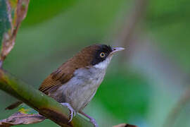 Dark-fronted Babbler