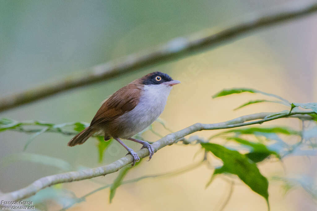 Dark-fronted Babbleradult, identification