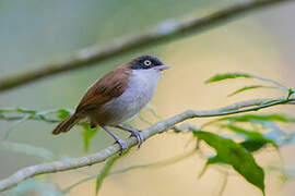 Dark-fronted Babbler