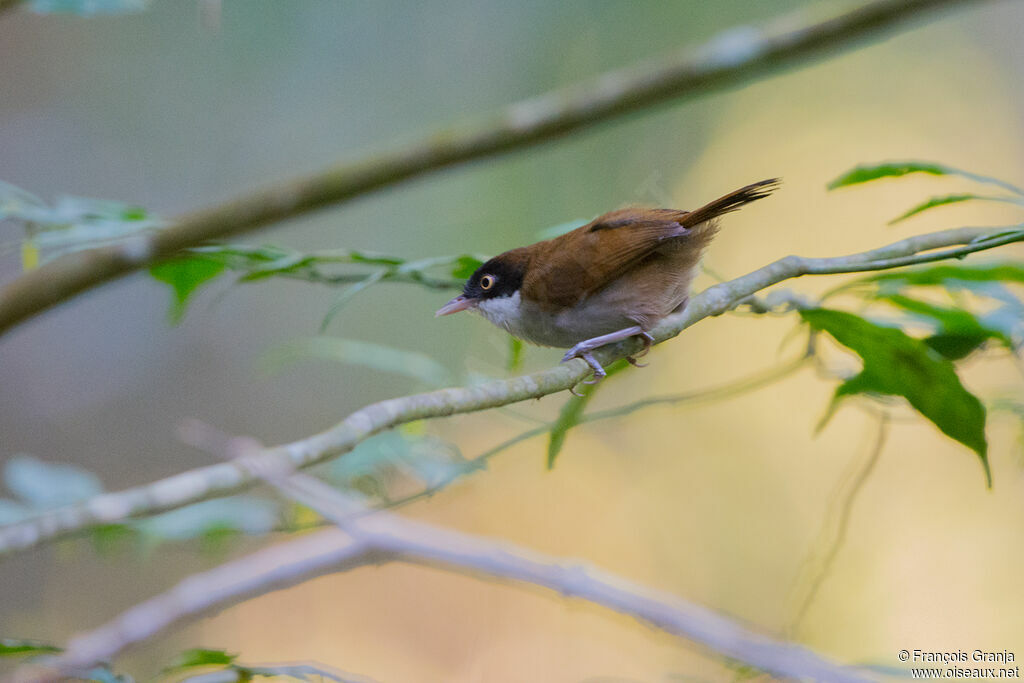 Dark-fronted Babbler