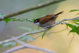 Dark-fronted Babbler