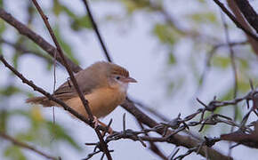 Tawny-bellied Babbler