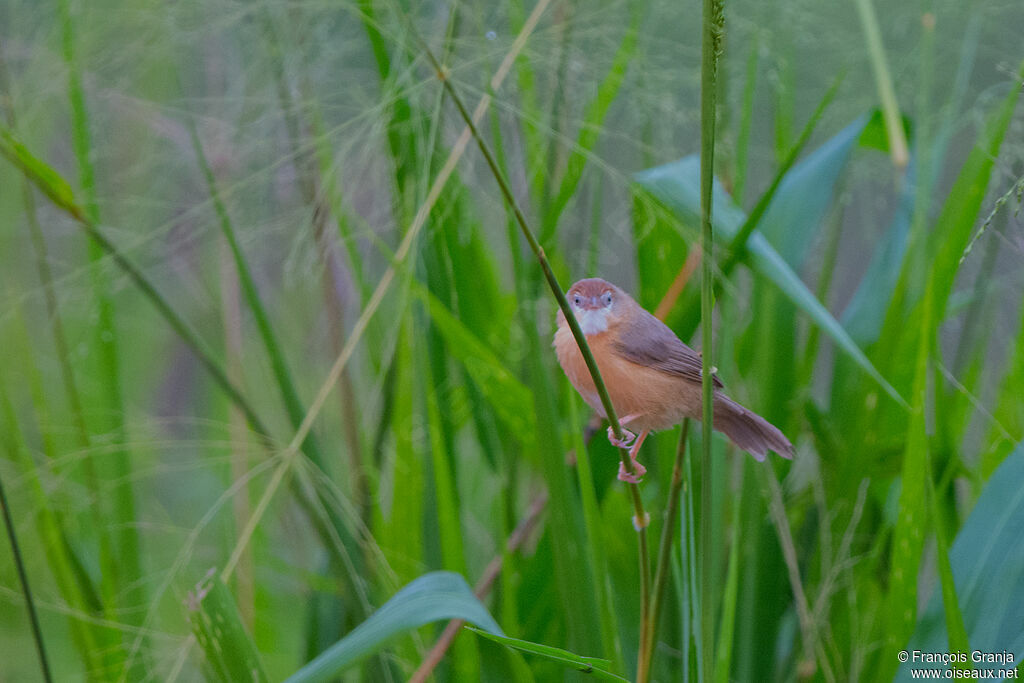 Tawny-bellied Babbler